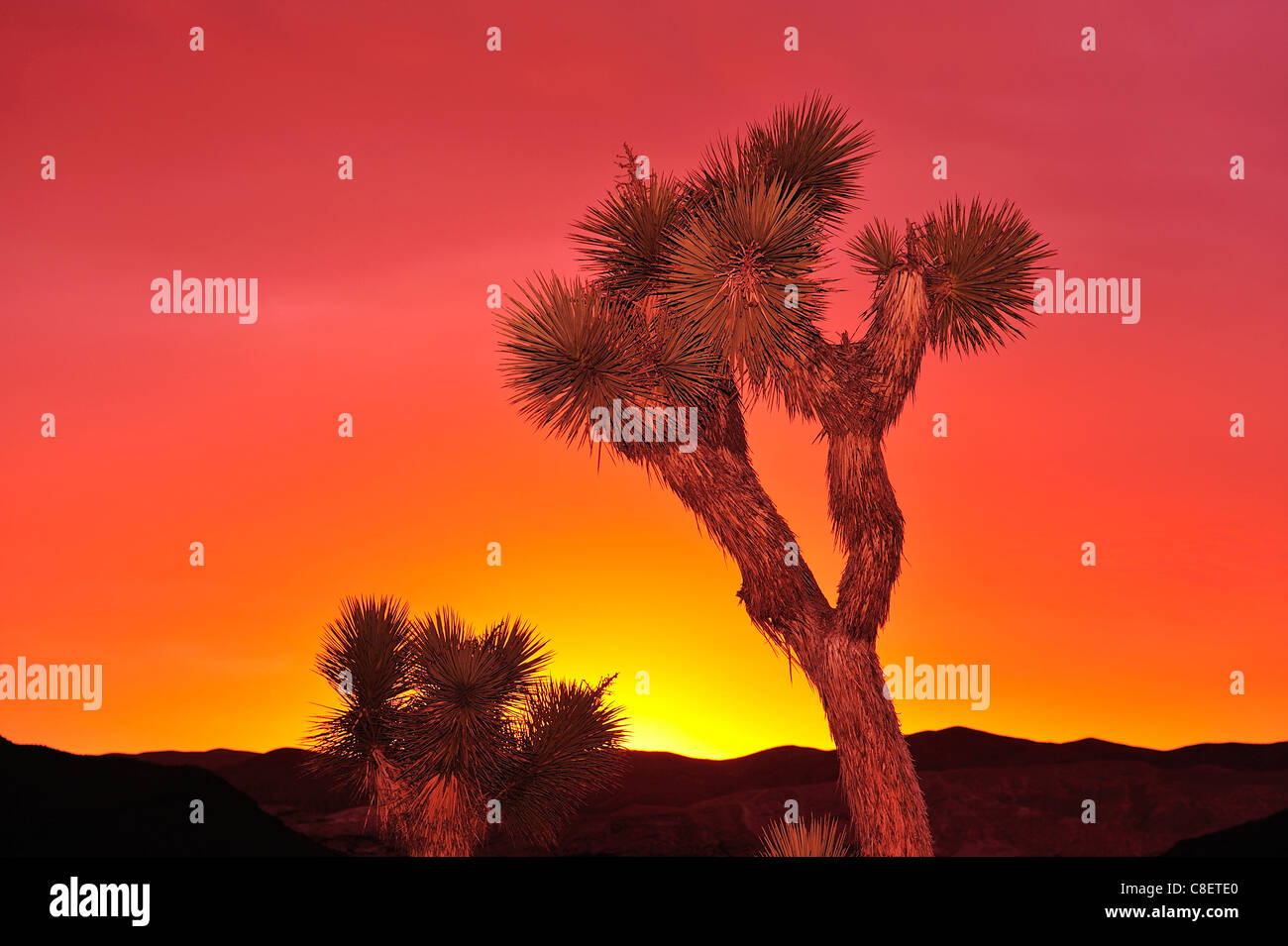 Le coucher du soleil, Josué, arbres, Red Rock Canyon State Park, Californie, USA, United States, Amérique, orange Banque D'Images