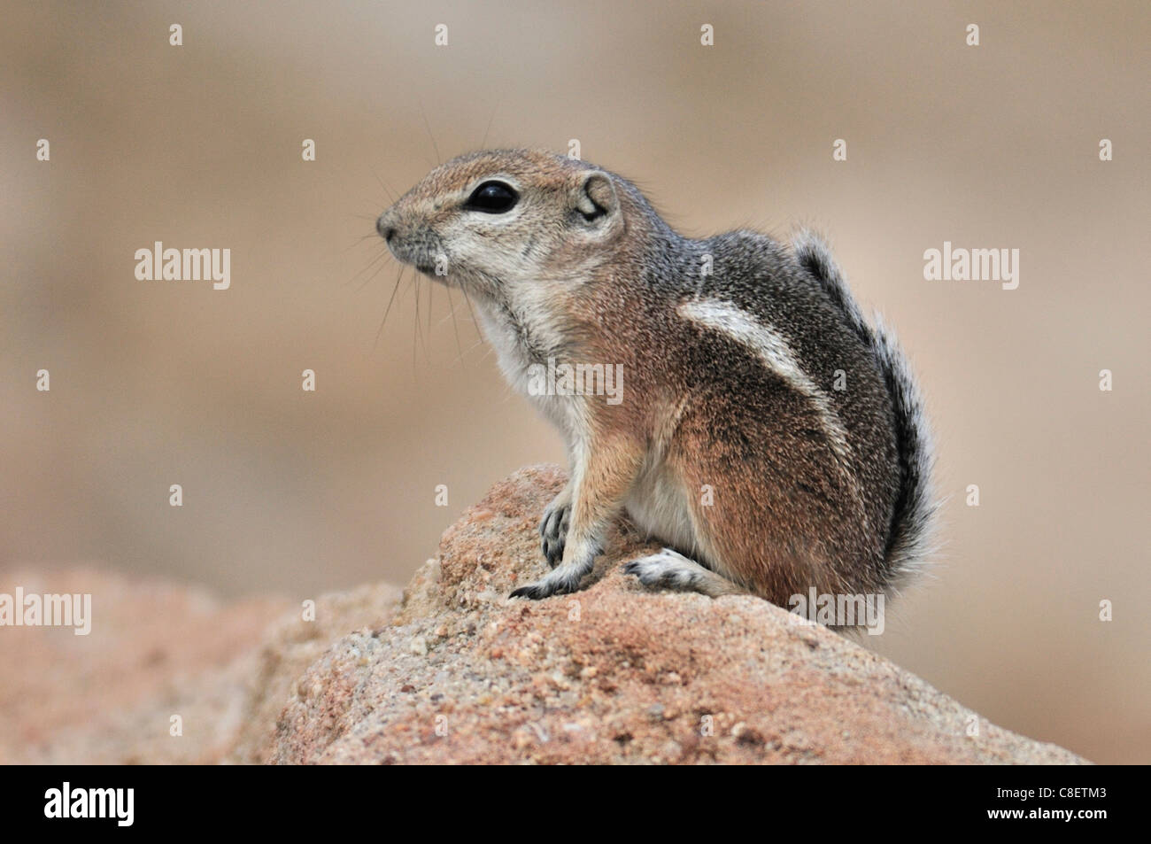 Rez-écureuil, Red Rock Canyon, State Park, Californie, USA, United States, l'Amérique, l'écureuil, animal Banque D'Images