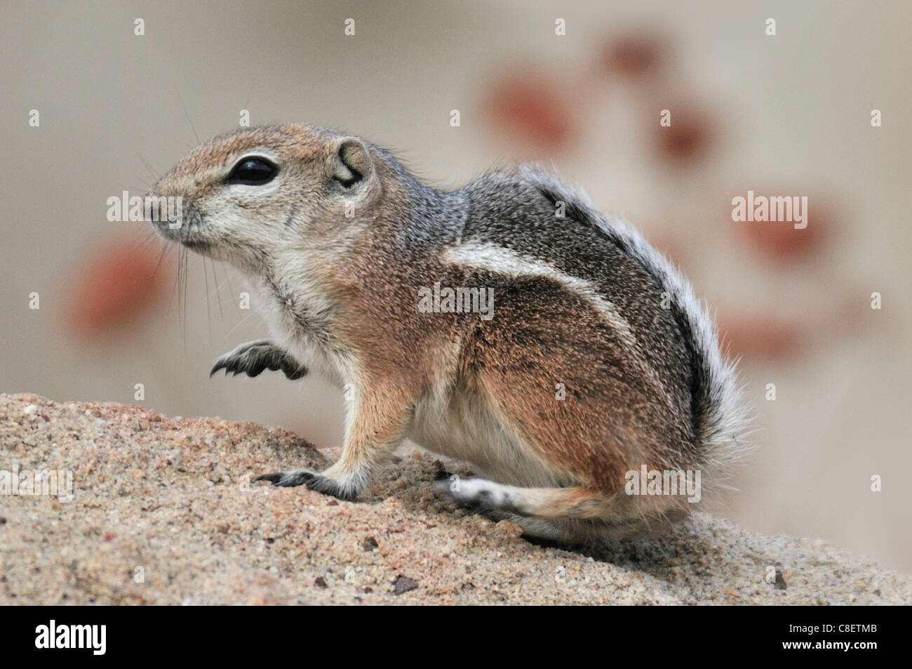 Rez-écureuil, Red Rock Canyon, State Park, Californie, USA, United States, l'Amérique, l'écureuil, animal Banque D'Images