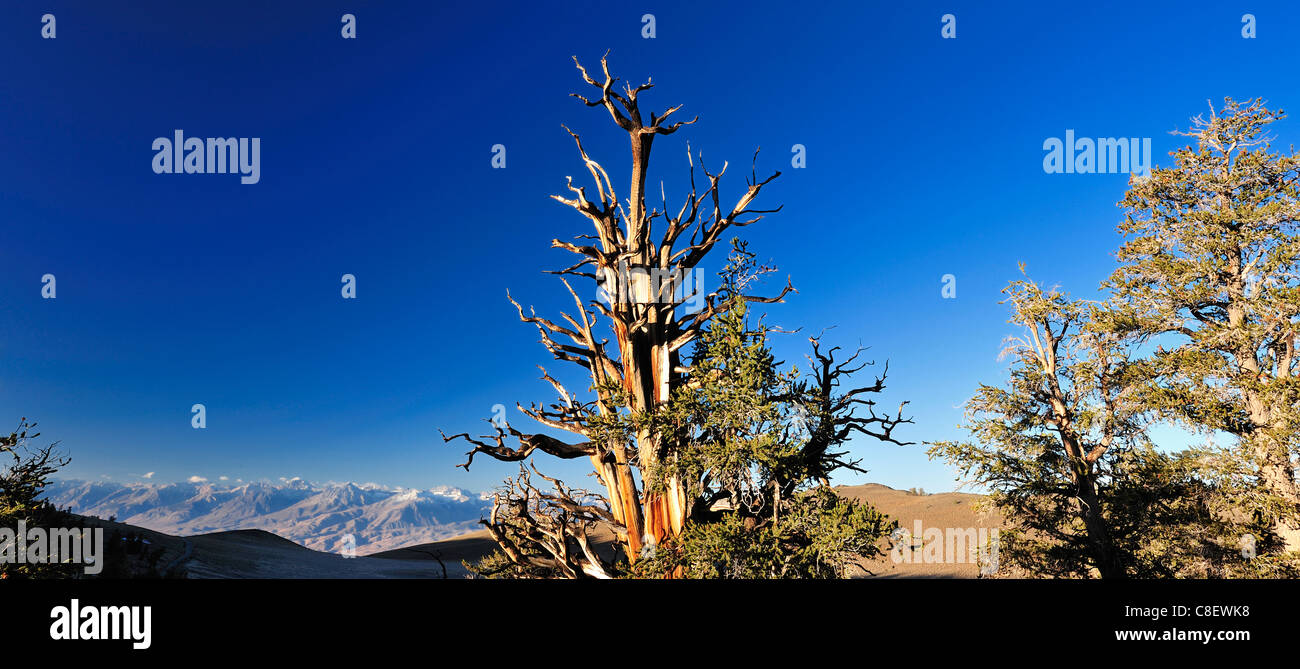 Bristelcone, ancienne, forêt de pins, la Forêt nationale d'Inyo,, California, USA, United States, Amérique du Nord, les arbres Banque D'Images