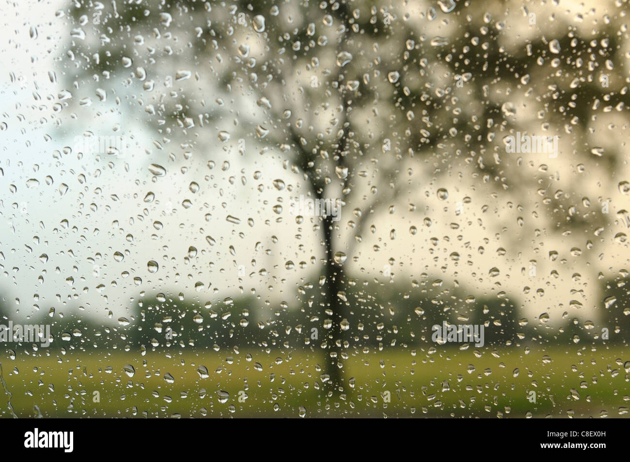 La pluie, par, fenêtre, les chutes, l'eau, USA, arbre Banque D'Images