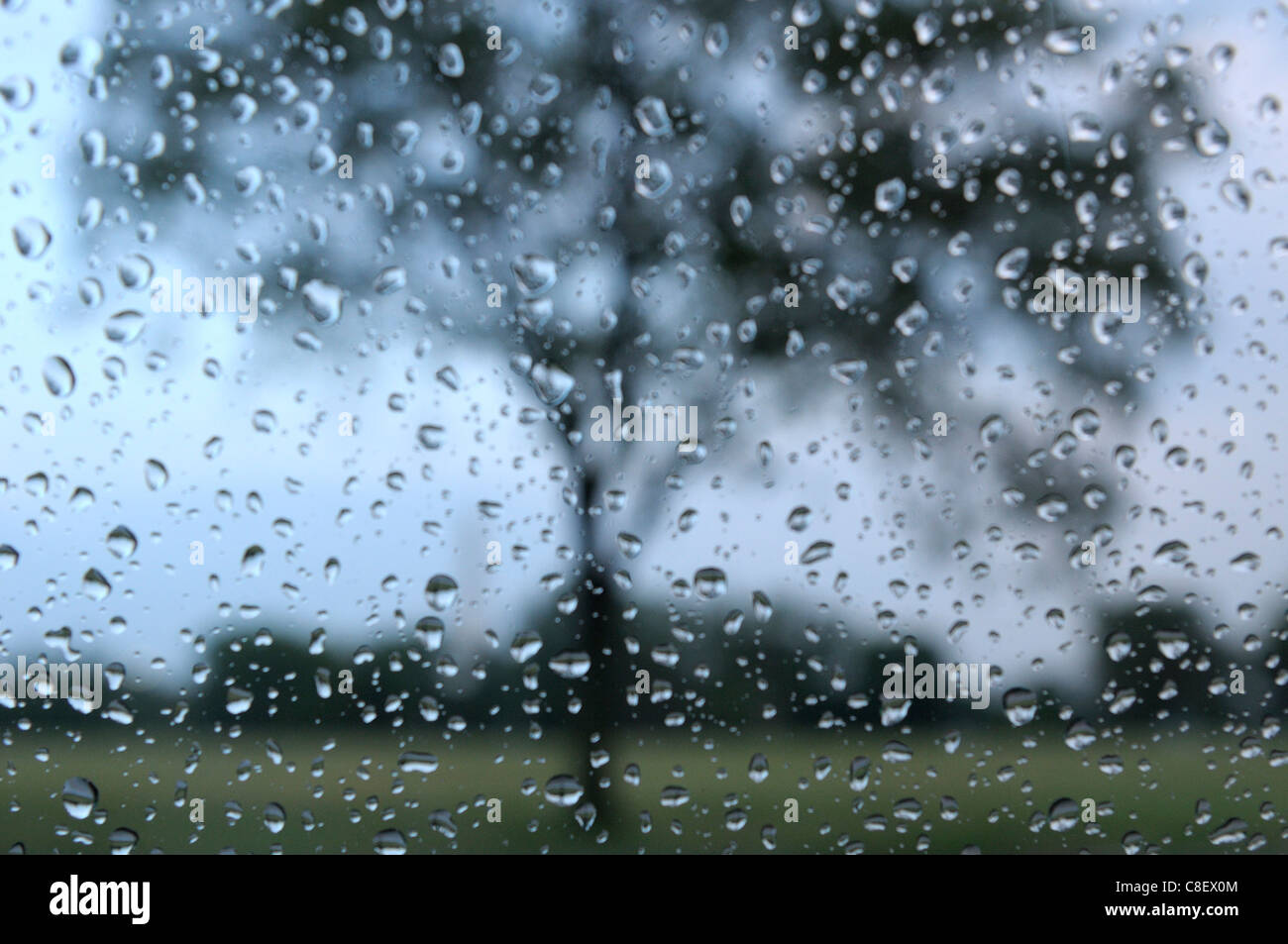 La pluie, par, fenêtre, les chutes, l'eau, USA, arbre Banque D'Images
