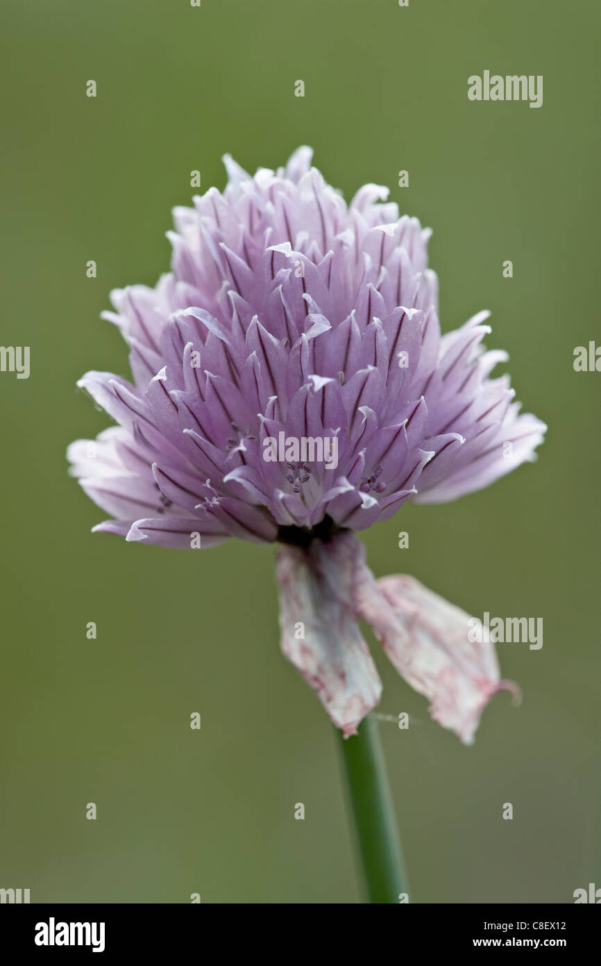 La ciboulette sauvage (Allium schoenoprasum, Glacier National Park, Montana, United States of America Banque D'Images