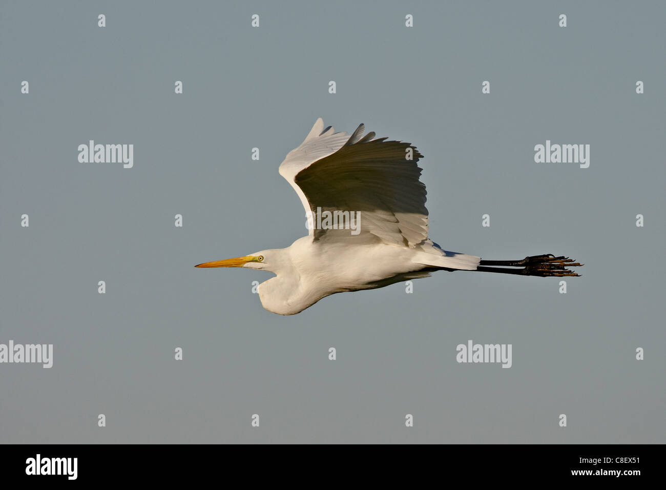 Grande aigrette (Ardea alba) en vol, Sonny Bono Salton Sea National Wildlife Refuge, en Californie, États-Unis d'Amérique Banque D'Images