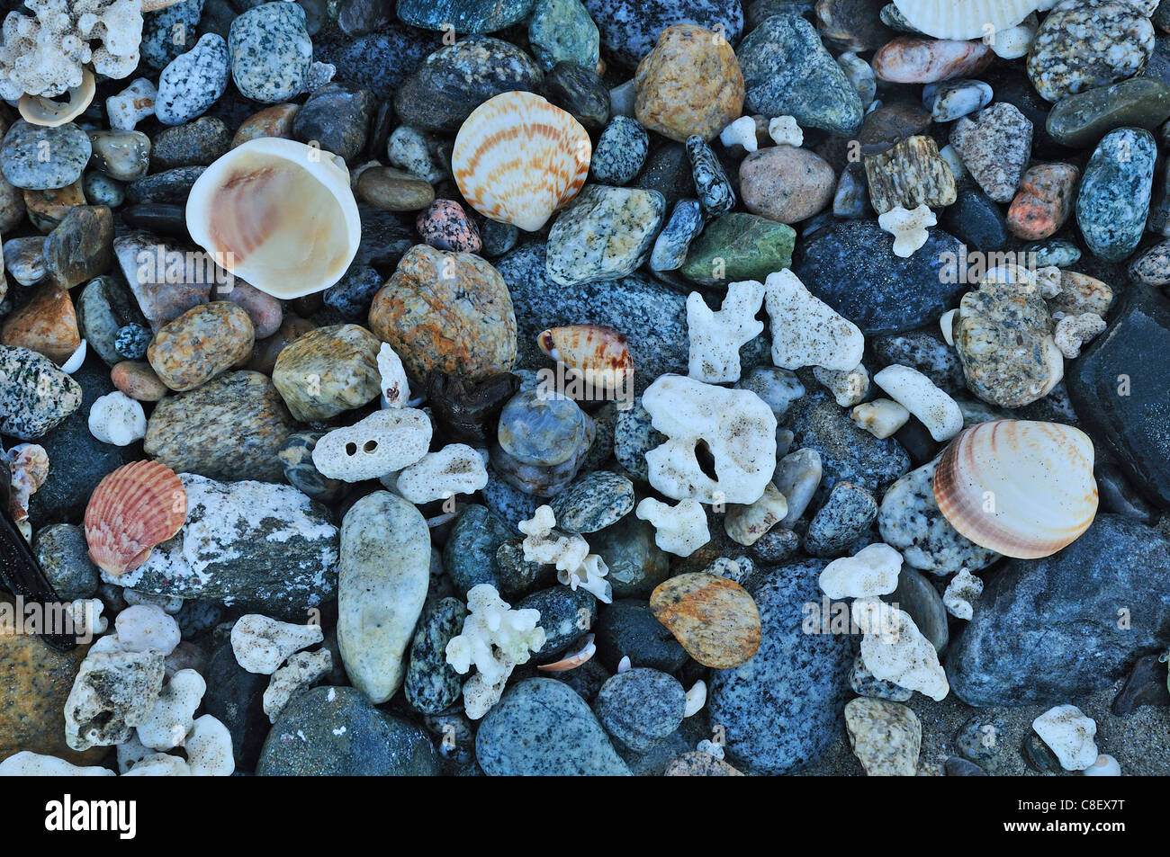 Coquillages, Isla Cerralvo, Ventana Bay, Mer de Cortez, Baja California Sur, de Baja, en Californie, Sur, au Mexique, l'Amérique moyenne, pierres Banque D'Images