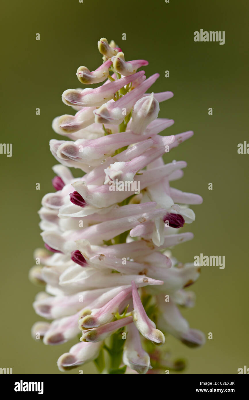 L'espèce fitweed (Corydalis caseana, Gunnison National Forest, Colorado, États-Unis d'Amérique Banque D'Images