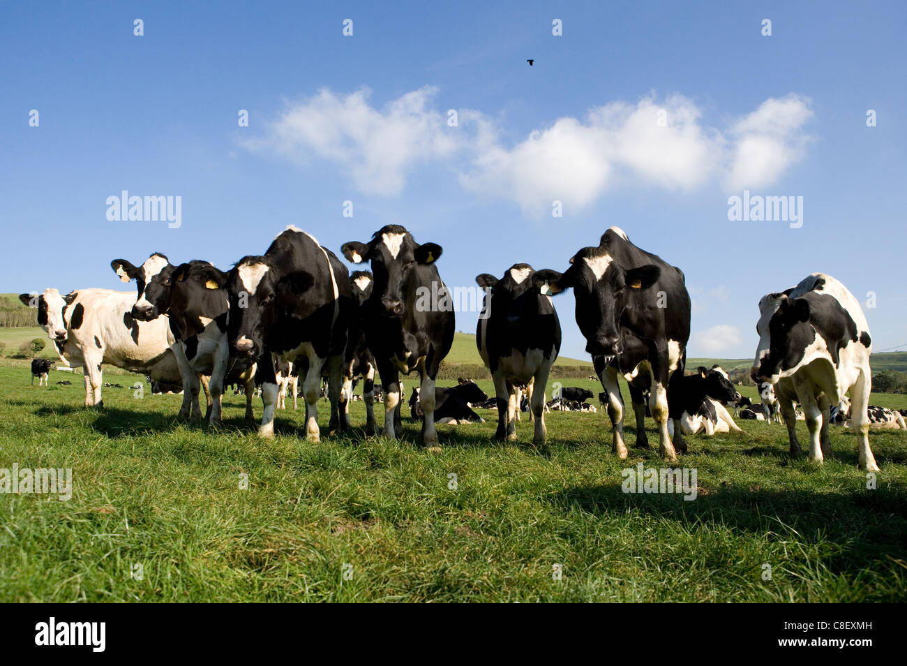 Les bovins laitiers Groupe d'adultes dans un champ Dorset, UK Banque D'Images