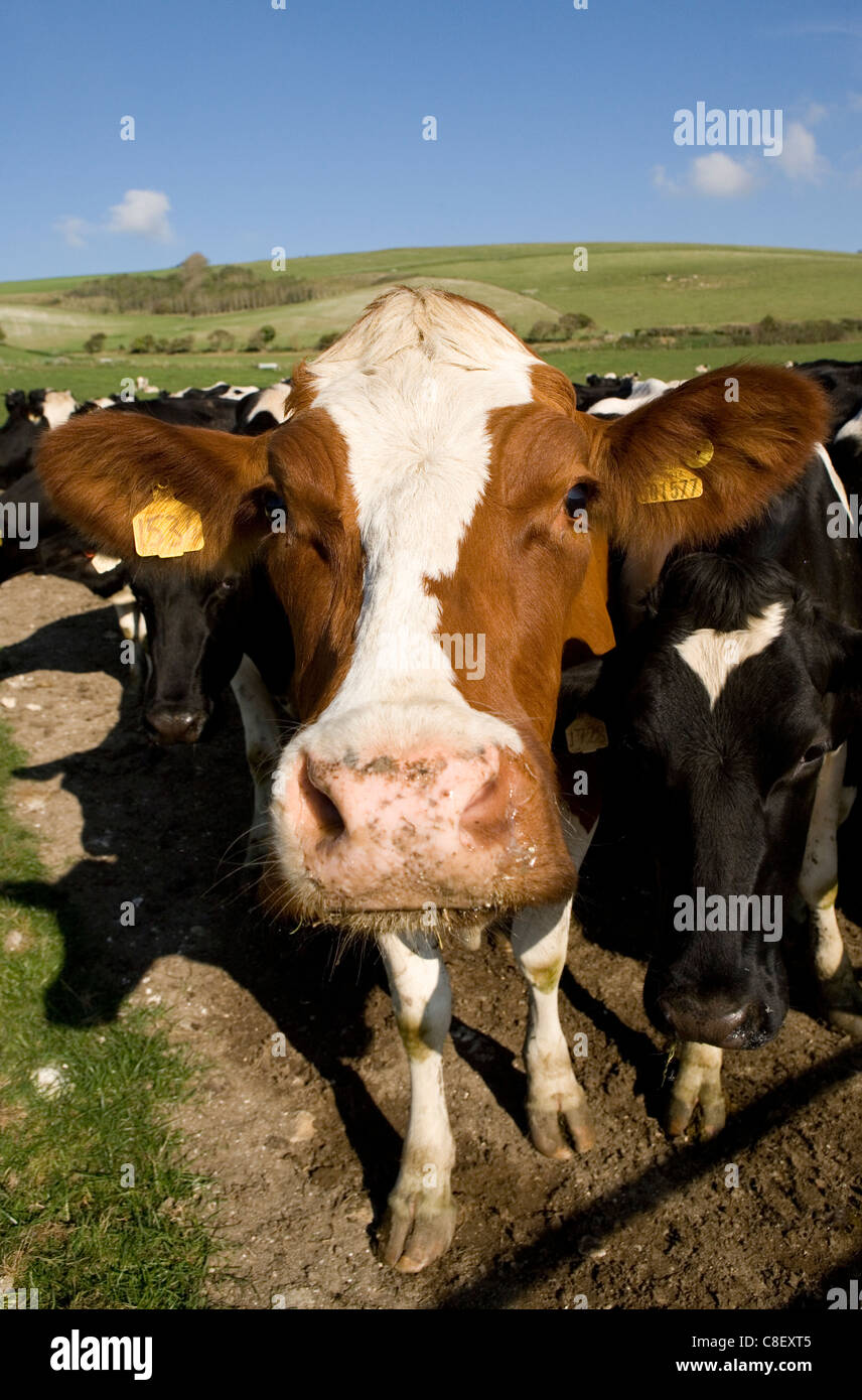 Les bovins laitiers Groupe d'adultes dans un champ Dorset, UK Banque D'Images