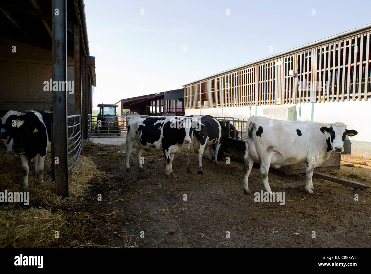 Les bovins laitiers Groupe d'adultes dans une ferme laitière Dorset, UK Banque D'Images