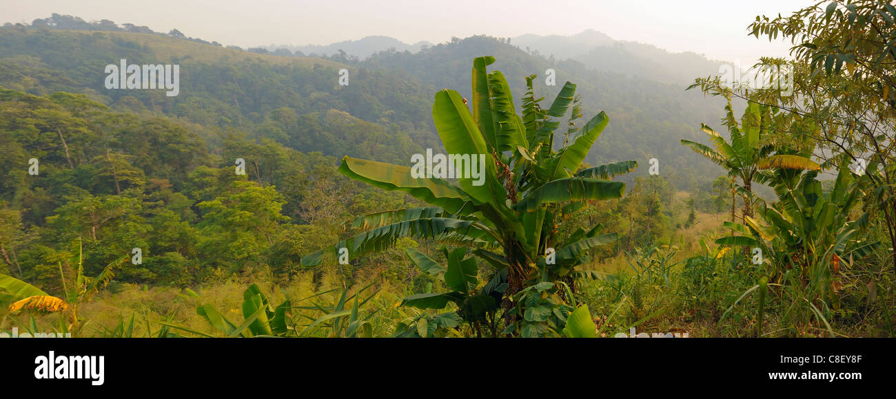 Bananier, collines, Forêt, Près de Um Phang, Thailande, Asie, vert, paysage Banque D'Images