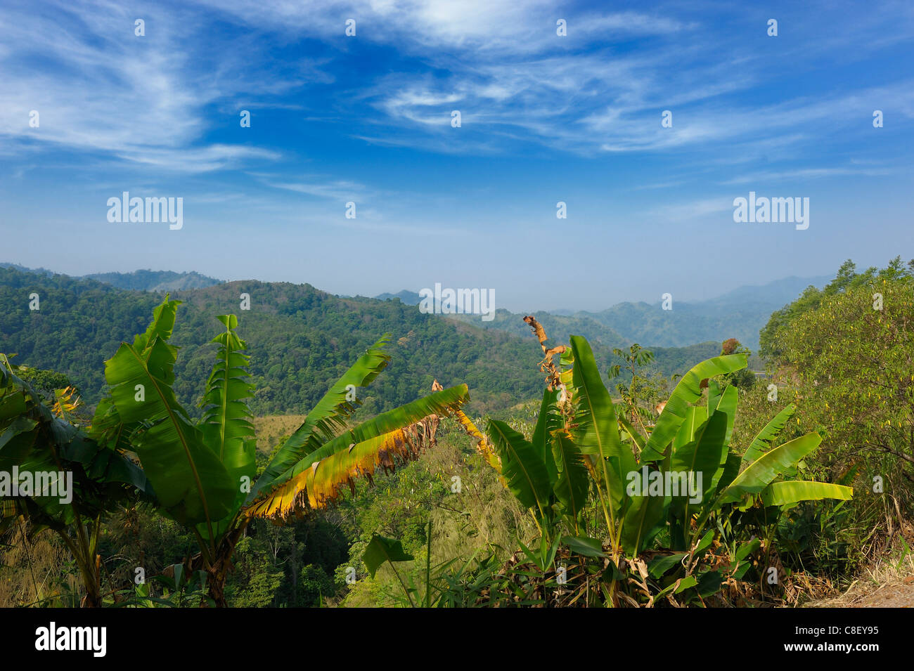 Bananier, vue, Hills, près de Um Phang, Thailande, Asie, paysage Banque D'Images