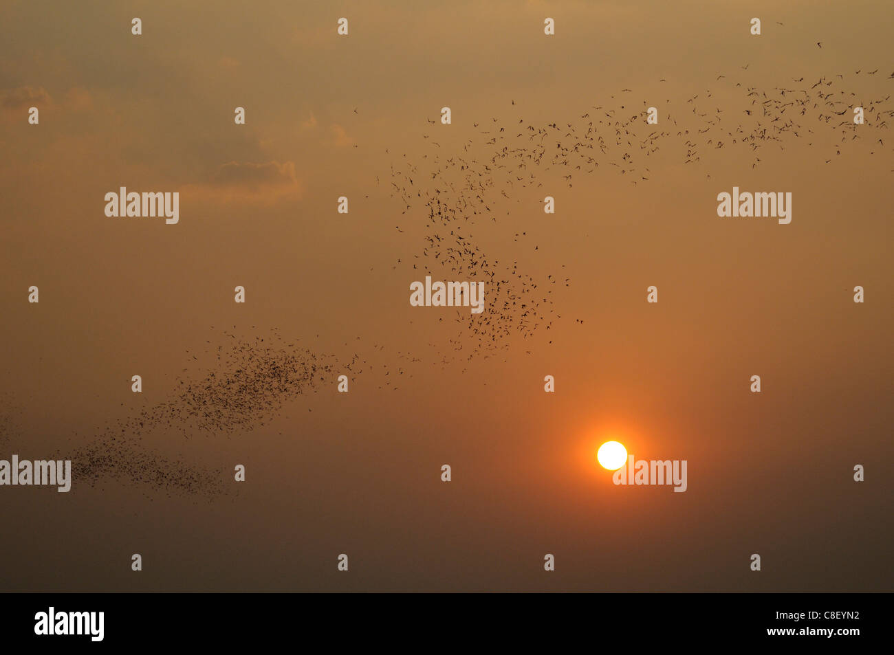 Les chauves-souris, les animaux, l'avion, coucher de soleil, à proximité de parc national de Khao Yai, Thaïlande, Asie, essaim, Banque D'Images