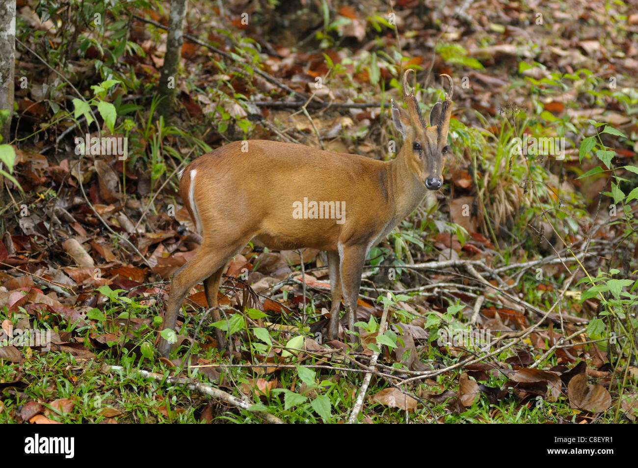 Deer, Khao Yai, Parc National, Patrimoine Mondial, Site, Thailande, Asie, animal Banque D'Images