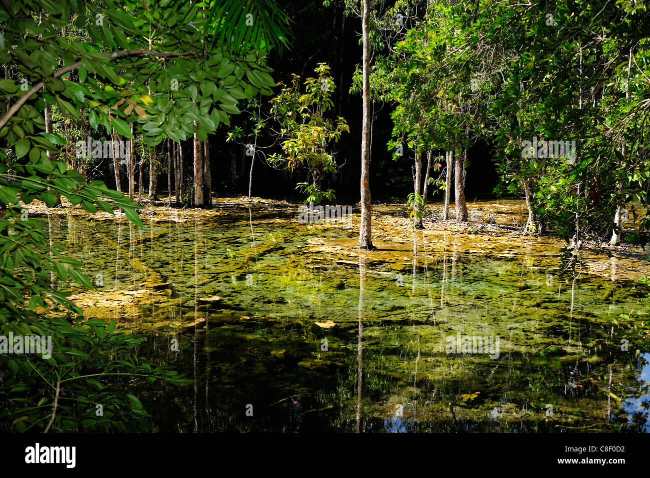 Piscine d'emeraude, Khao Khram Pra-Bang, faune, sanctuaire, près de Krabi, Thaïlande, Asie, nature Banque D'Images Piscine d'emeraude, Khao Khram Pra-Bang, faune, sanctuaire, près de Krabi, Thaïlande, Asie, nature Banque D'Images