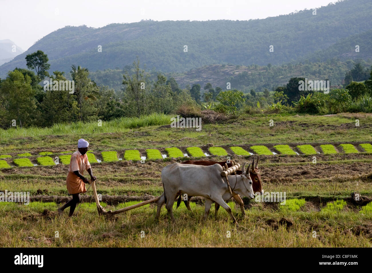 Labourer un champ agricole, Marayoor, Kerala, Inde Banque D'Images