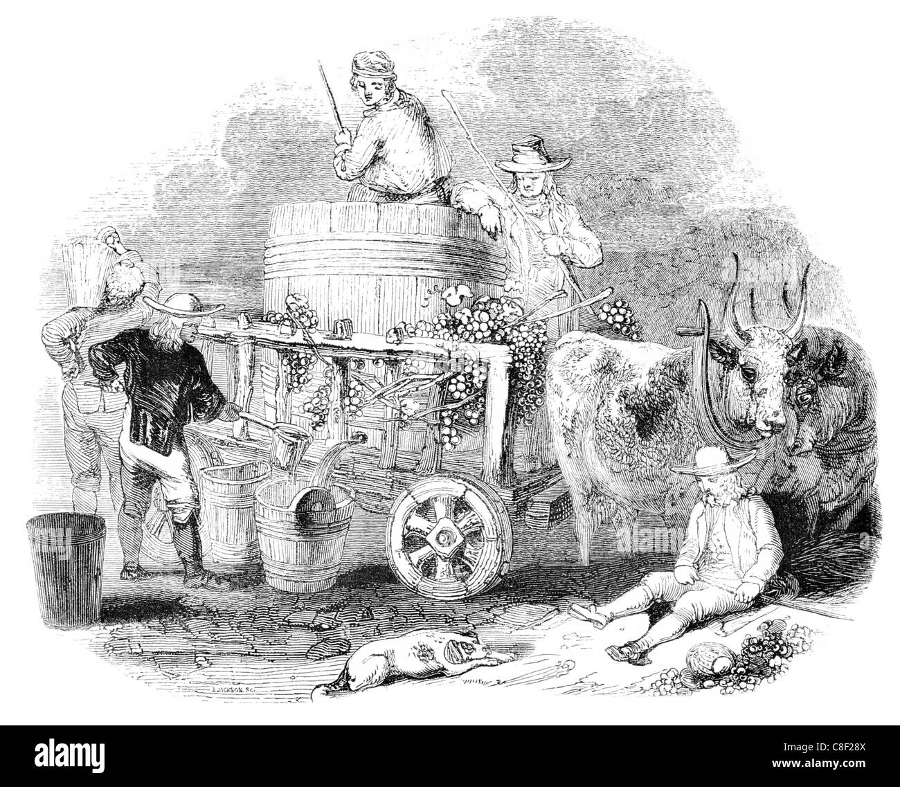 Vinification vin Pola Istrie rendant la production de raisin vigne vignoble vinification les raisins des vignes vigneron mead usine Croatie Banque D'Images