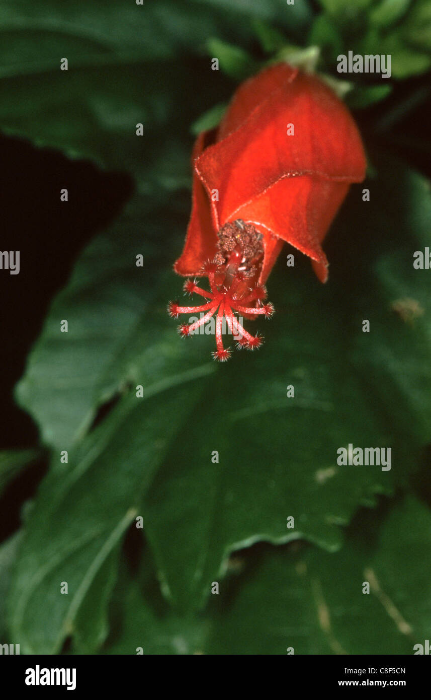 Sao Vicente, Brésil. Fleur rouge avec étamines saillantes dans la Mata Atlantica. Banque D'Images