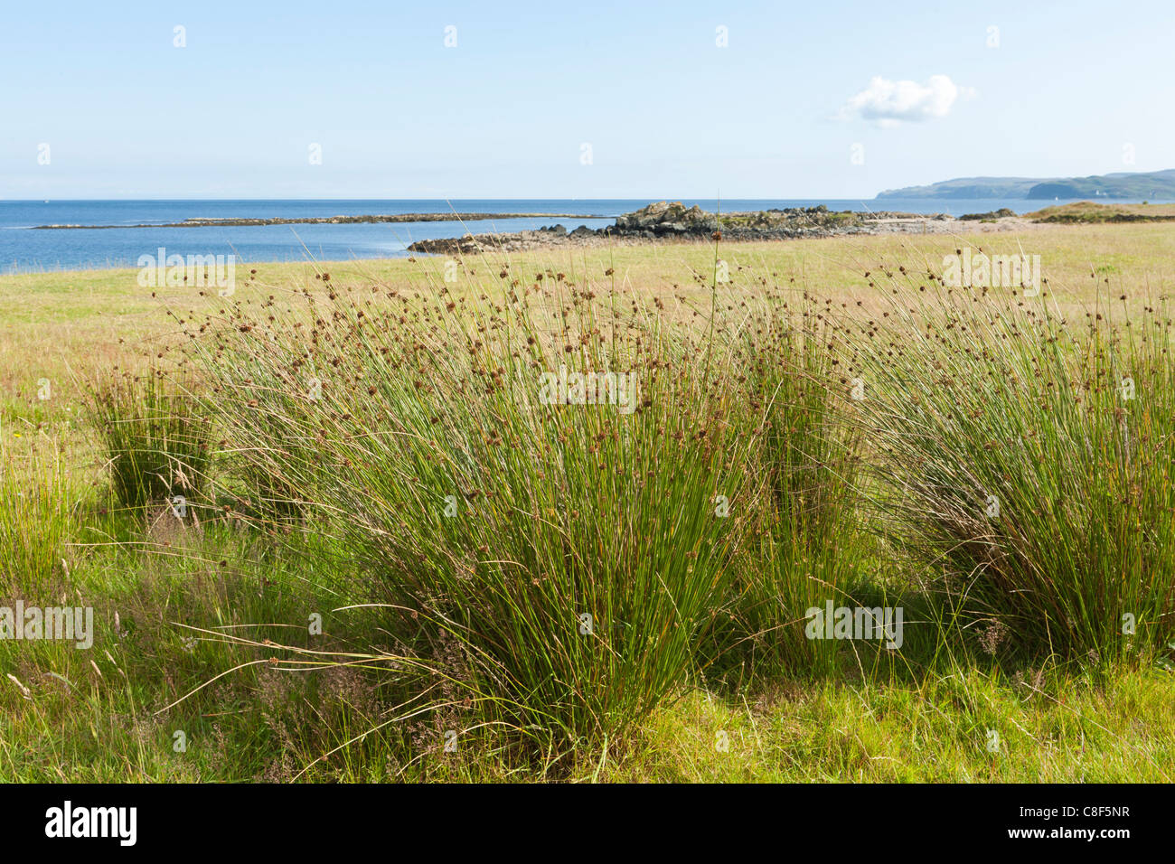 Les carex poussant sur la côte est de la péninsule de Kintyre, ARGYLL & BUTE, Ecosse Banque D'Images