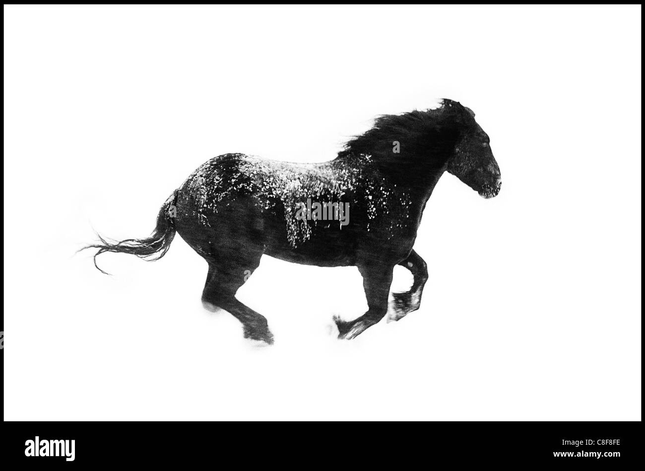 Projet de cheval dans un blizzard sur un ranch dans le Colorado Banque D'Images