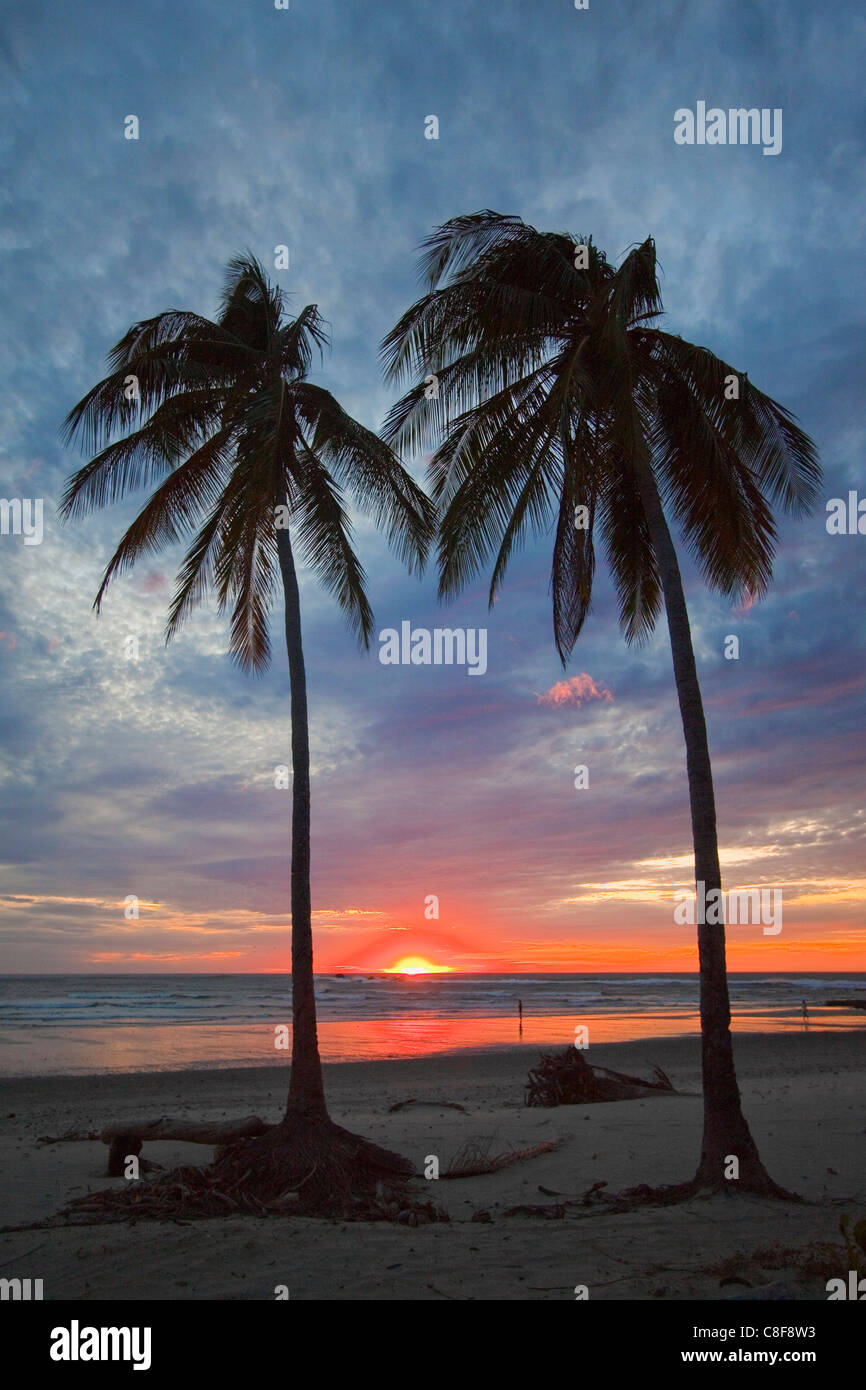 Coucher de soleil et de palmiers sur la plage Playa Guiones, Nosara, Péninsule de Nicoya, Province de Guanacaste, Costa Rica, Amérique Centrale Banque D'Images