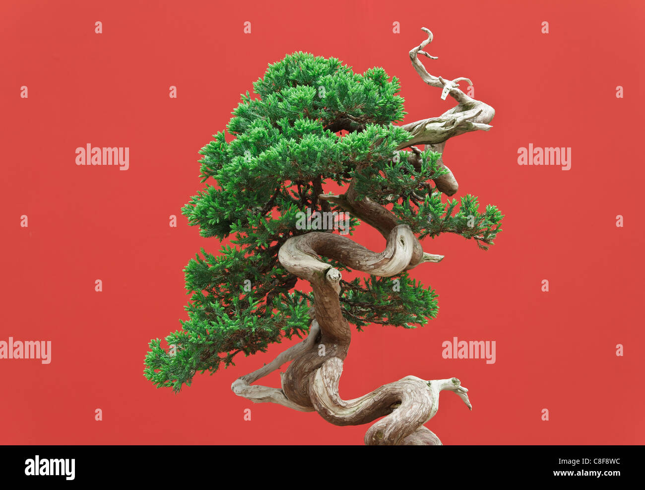 Juniper bonsai de grande qualité sur fond rouge Banque D'Images