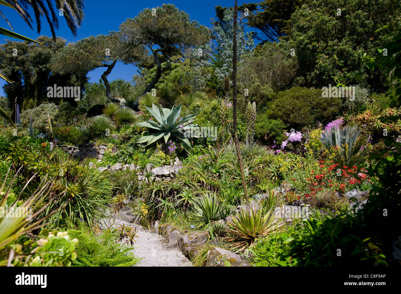 Plantes subtropicales y compris Agave americana (cactus, les jardins de l'abbaye, Tresco, Îles Scilly, Royaume-Uni Banque D'Images