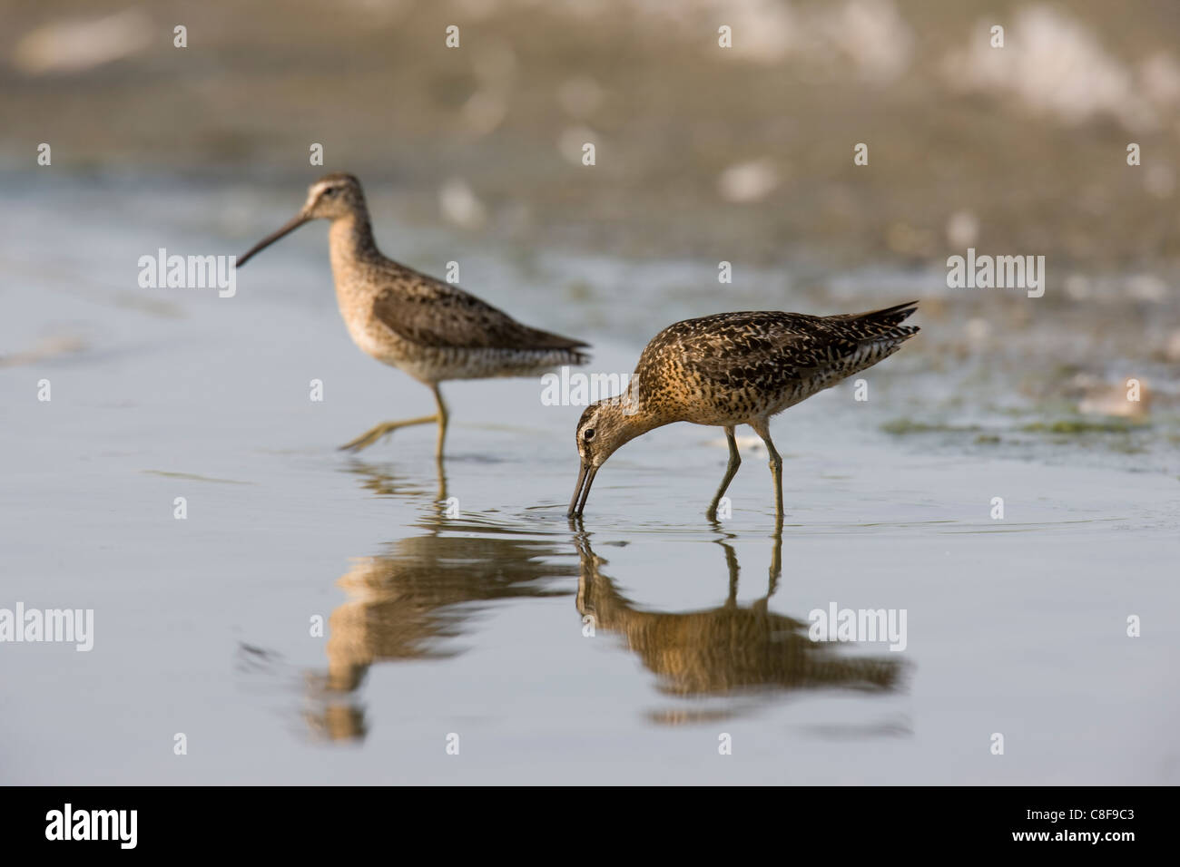 Le Bécassin roux (Limnodromus griseus griseus), sous-espèce de l'Atlantique, les oiseaux migrateurs en plumage nuptial se nourrir. Banque D'Images