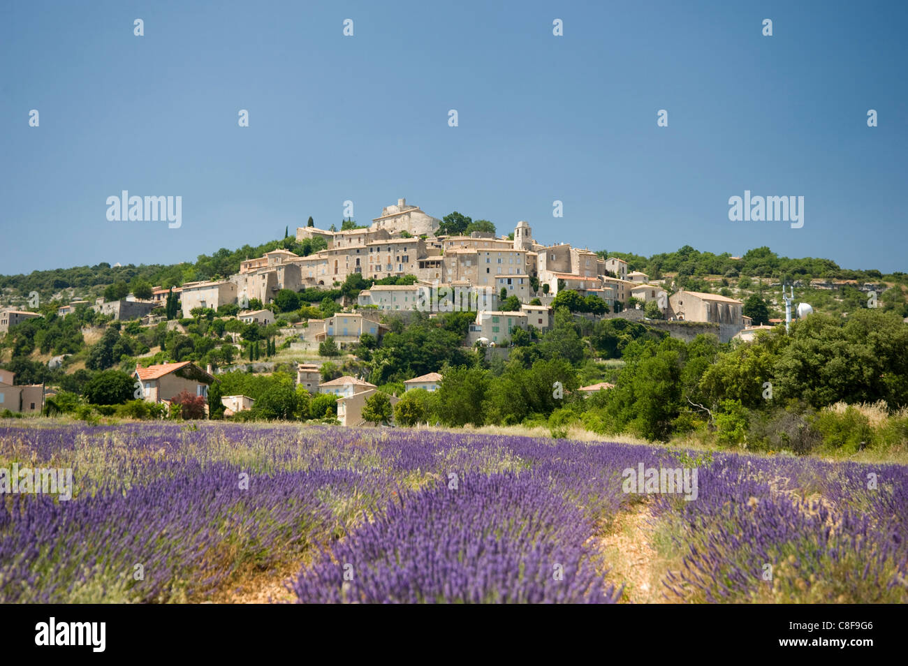 Champ de lavande près de Simiane la Rotonde, Provence, France Banque D'Images