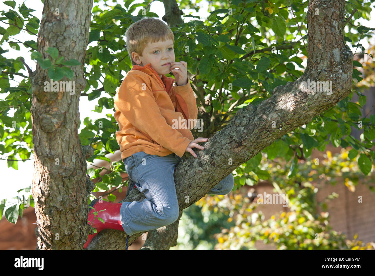 Jeune garçon assis dans un arbre Banque D'Images
