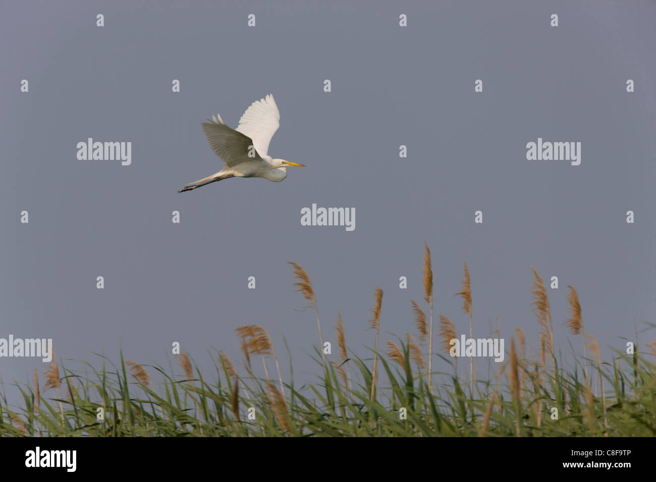 Grande Aigrette (Ardea alba egretta), sous-espèce américaine, en vol Banque D'Images