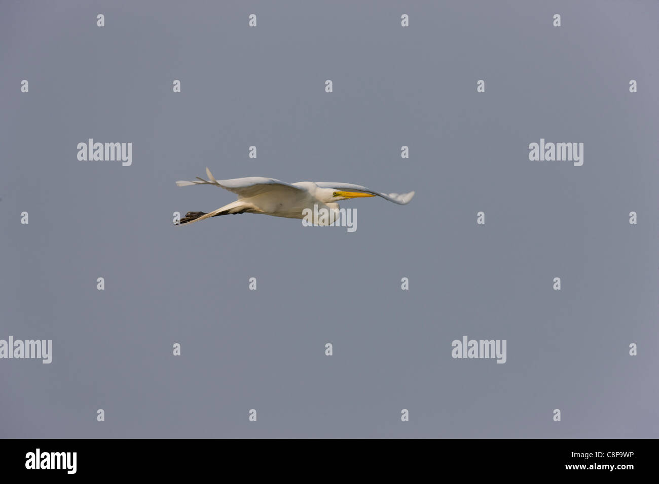 Grande Aigrette (Ardea alba egretta), sous-espèce américaine, en vol Banque D'Images