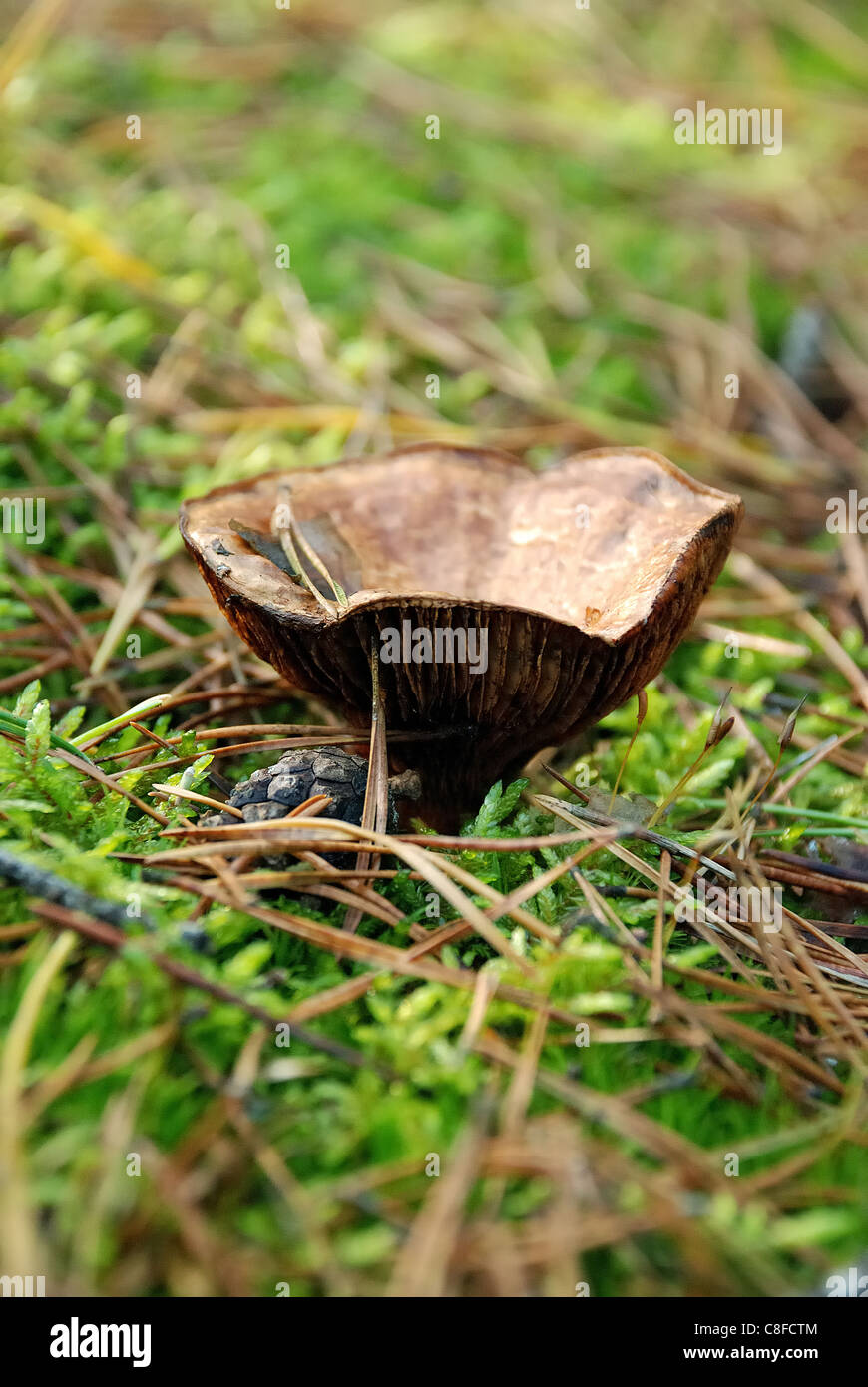 Champignons vénéneux Banque D'Images