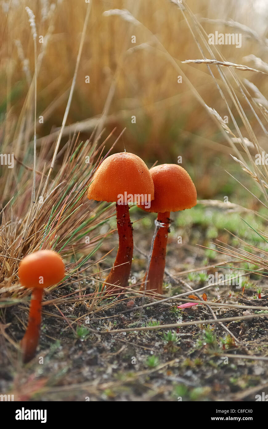 Champignons vénéneux Banque D'Images