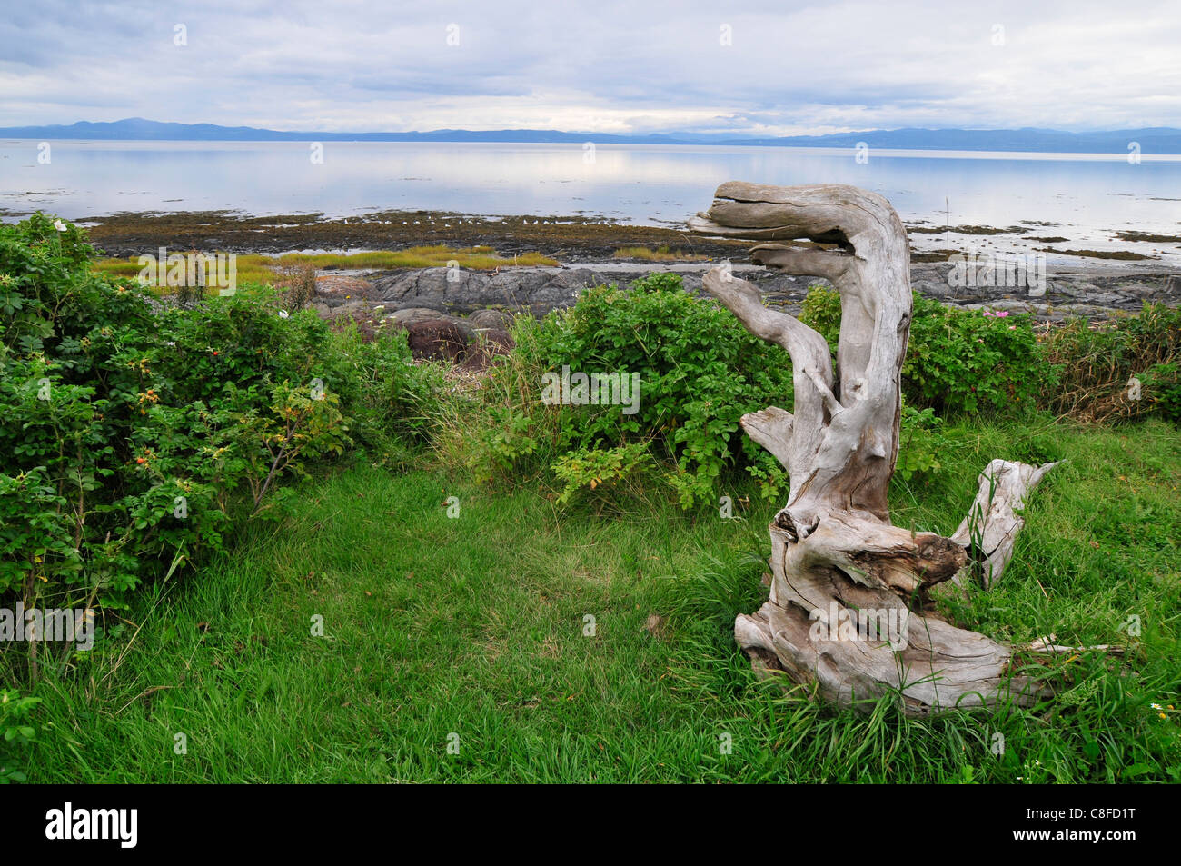 Du bois flotté trouvé sur la plage de la région du Saguenay (Québec) sert comme un accessoire pour le paysage sur le fleuve Saint-Laurent. Banque D'Images