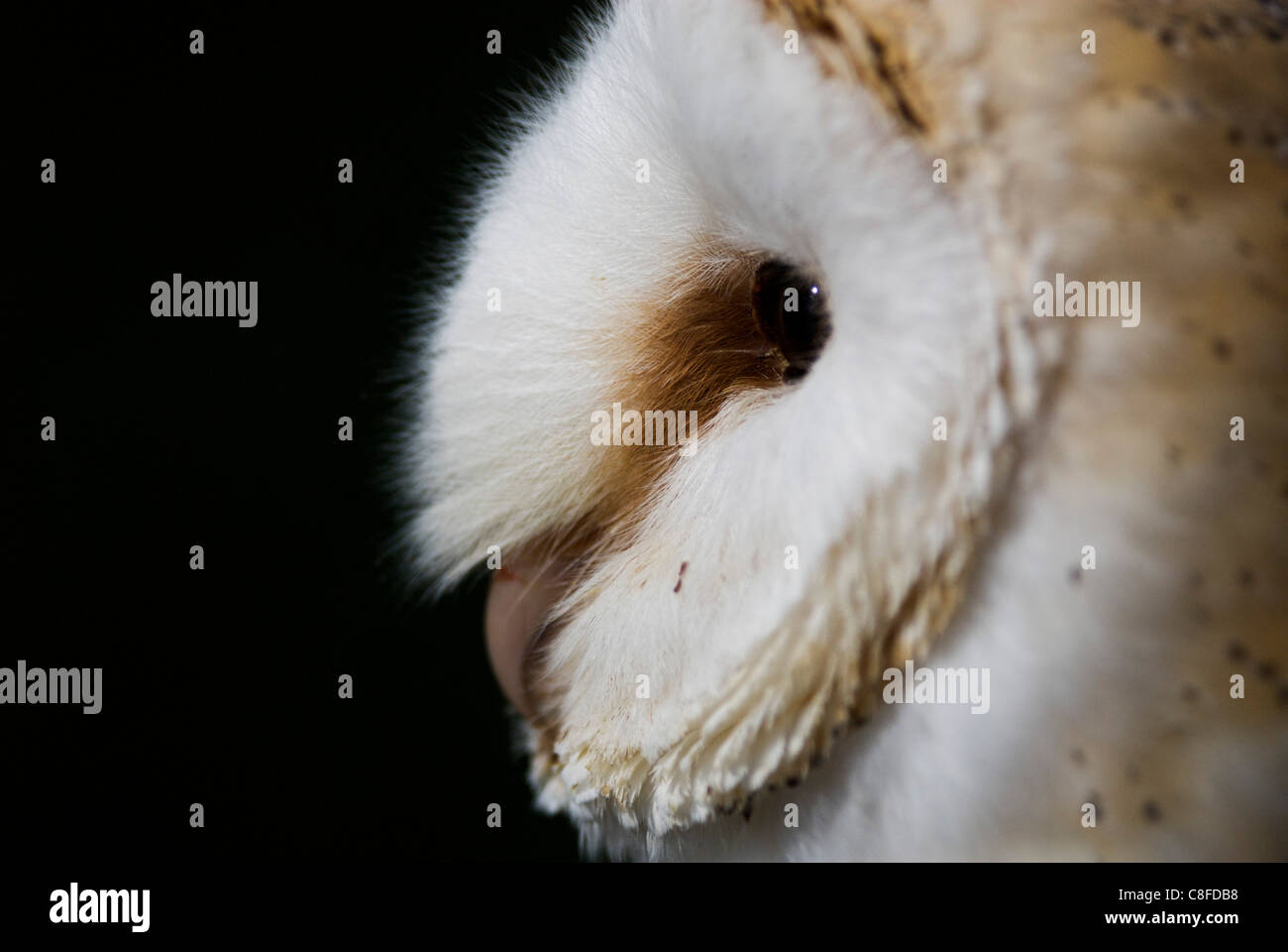 Barn Owl portrait. Banque D'Images