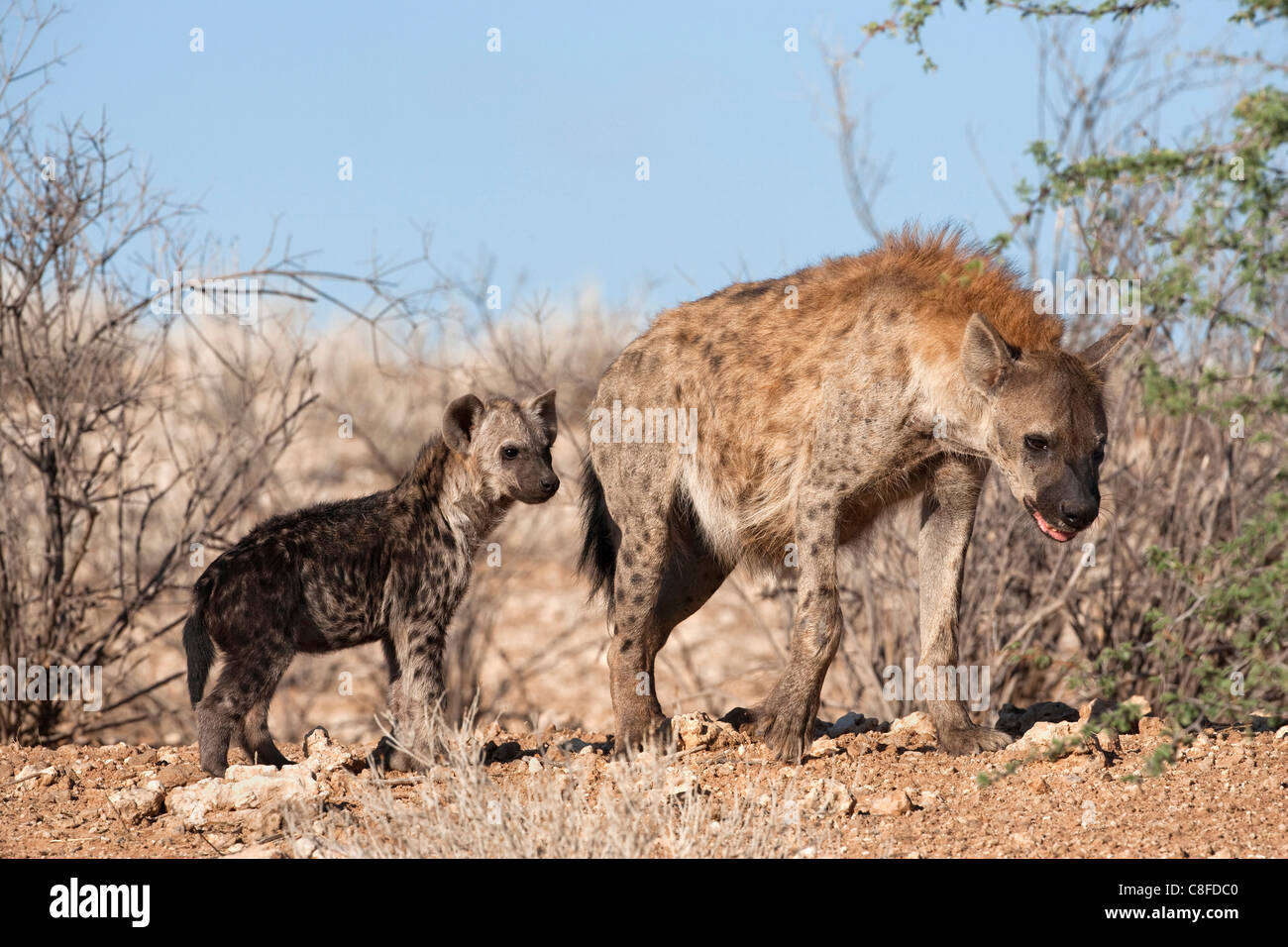 L'hyène tachetée avec cub, Afrique du Sud Banque D'Images