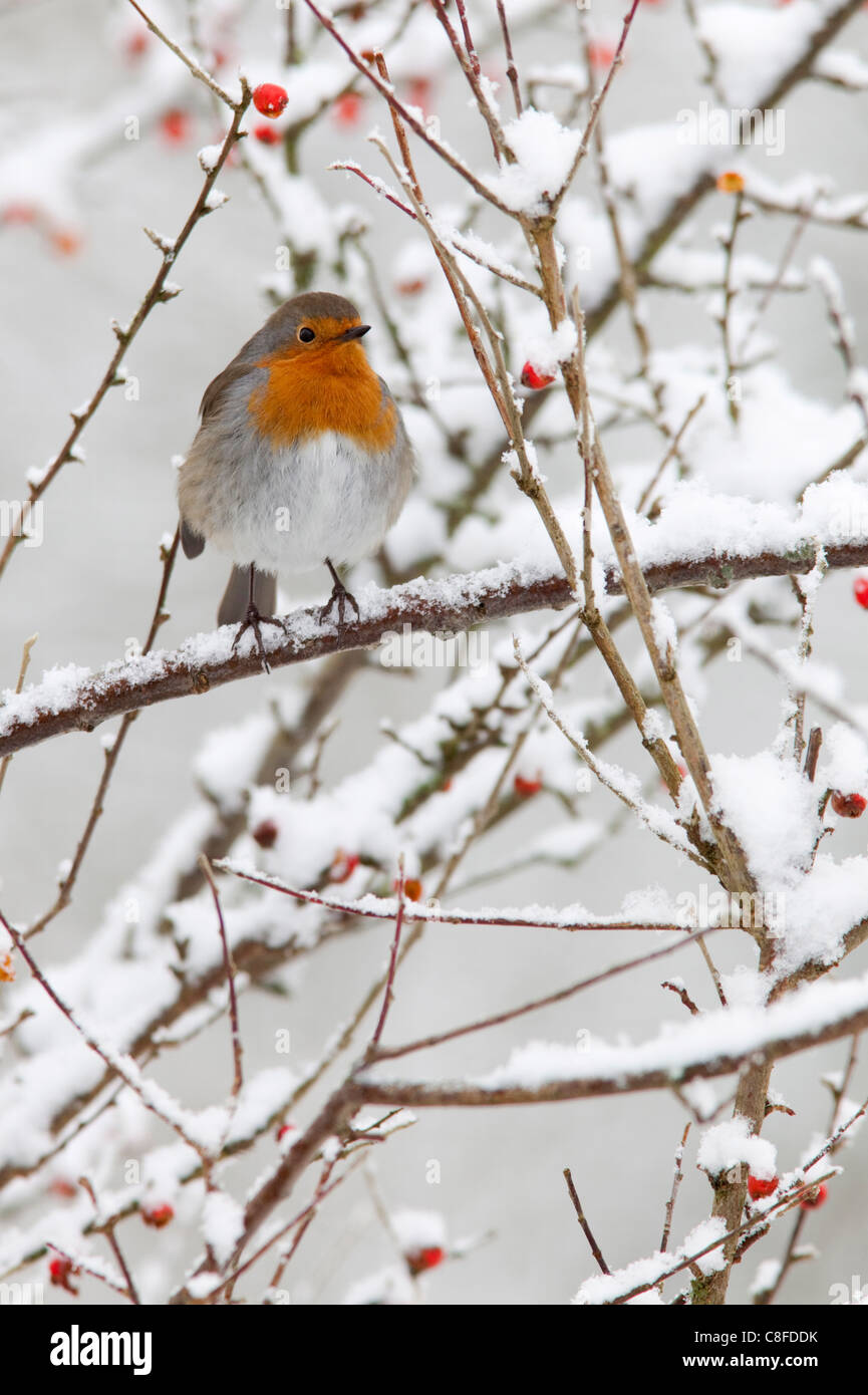 Robin (Erithacus rubecula aux abords, aux fruits rouges dans la neige, Royaume-Uni Banque D'Images