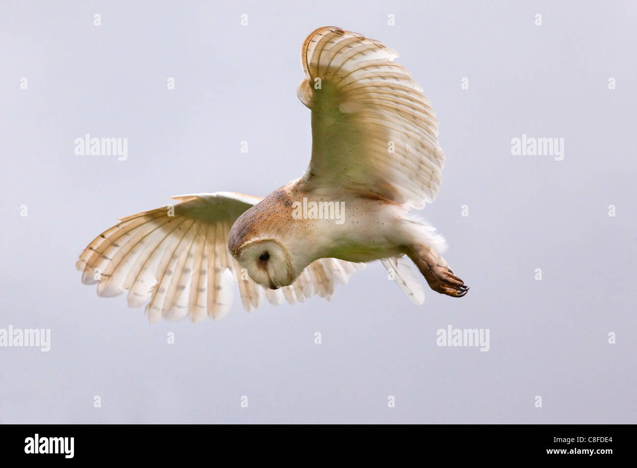 Effraie des clochers (Tyto alba) en vol, en captivité, Cumbria, Angleterre, Royaume-Uni Banque D'Images