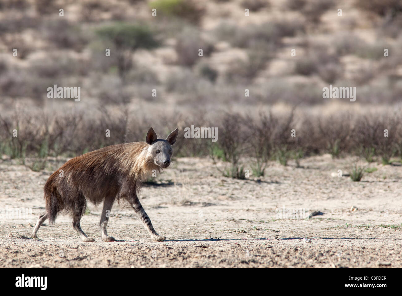 Hyène brune (Hyaena brunnea, Kgalagadi Transfrontier National Park, Northern Cape, Afrique du Sud Banque D'Images