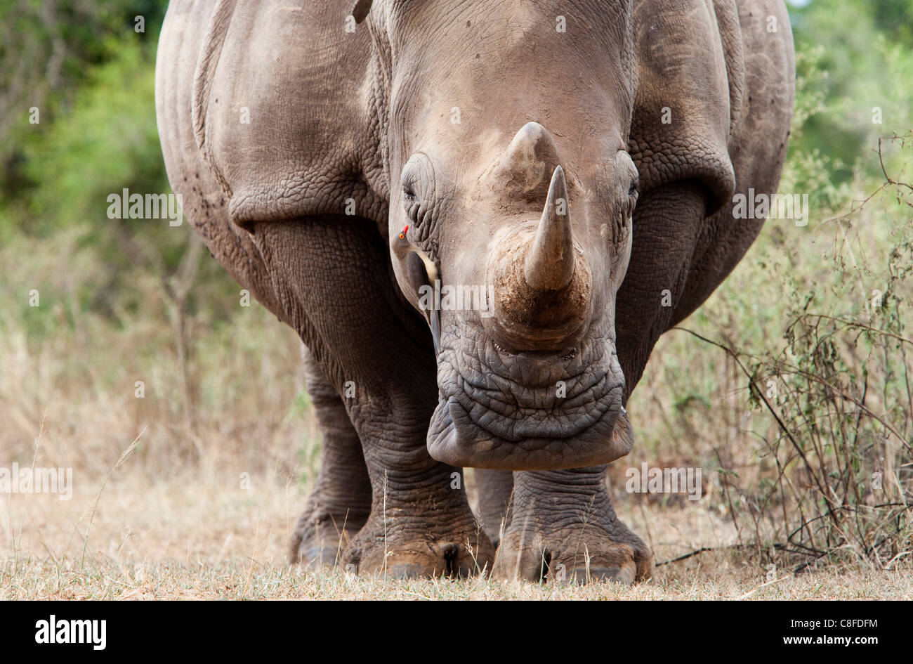 Le rhinocéros blanc (Ceratotherium simum, avec redbilled oxpecker (Buphagus erythrorhynchus, Hlane Royal National Park, au Swaziland Banque D'Images