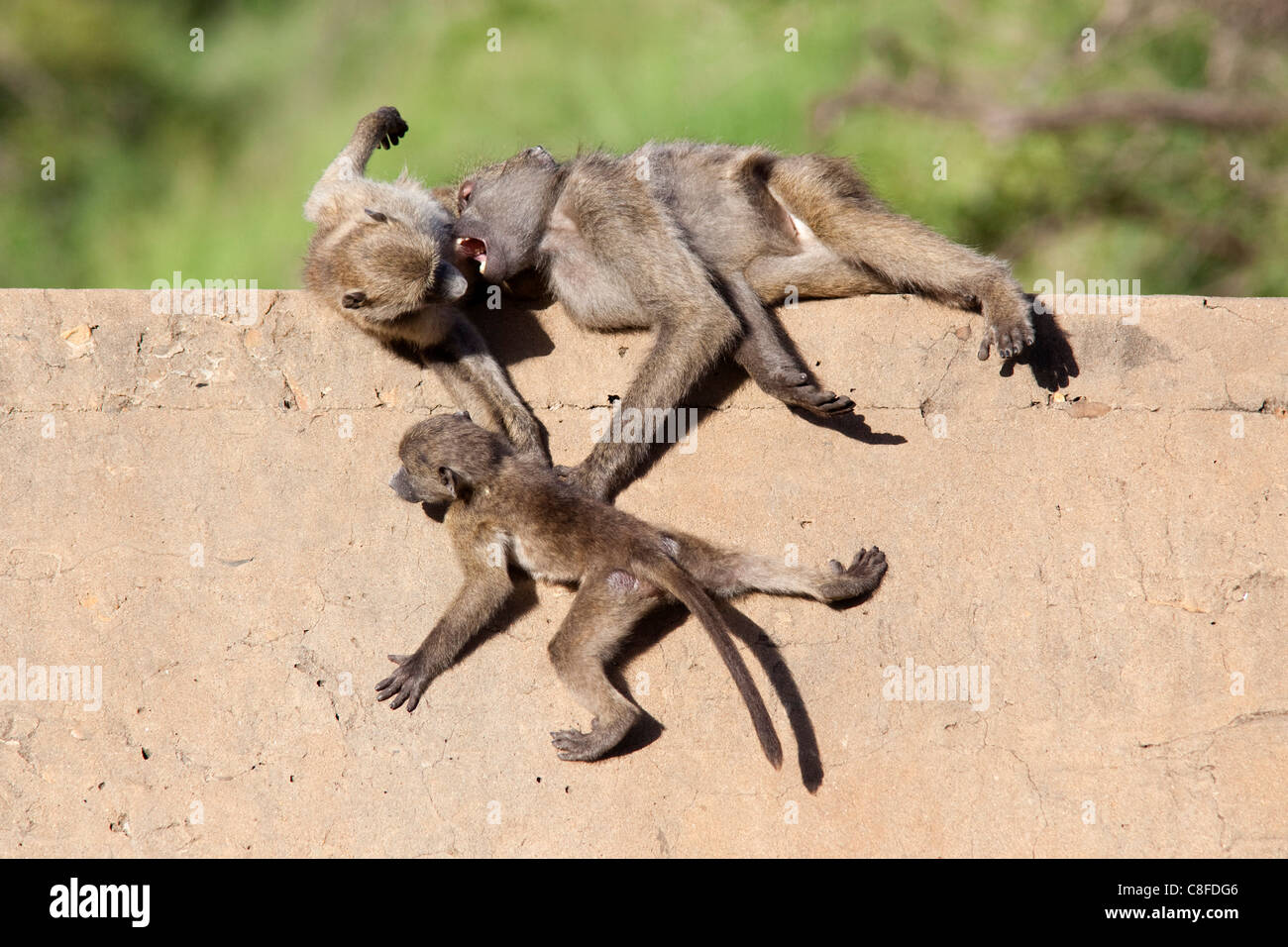 Des babouins Chacma (Papio cynocephalus ursinus) jouant, Kruger National Park, Mpumalanga, Afrique du Sud Banque D'Images