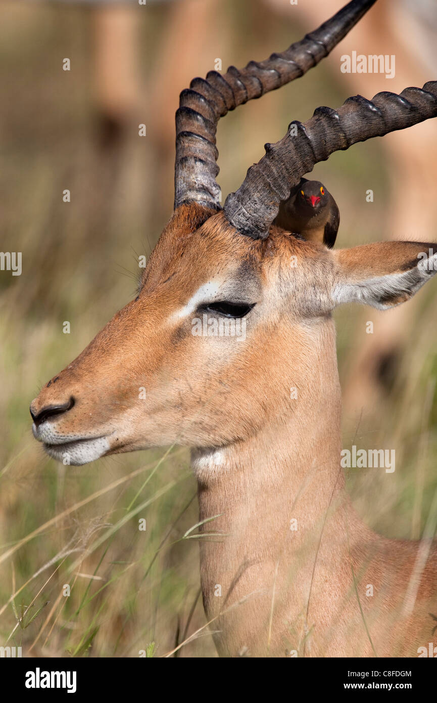 Ram Impala (Aepyceros melampus, avec redbilled oxpecker, Kruger National Park, Afrique du Sud Banque D'Images