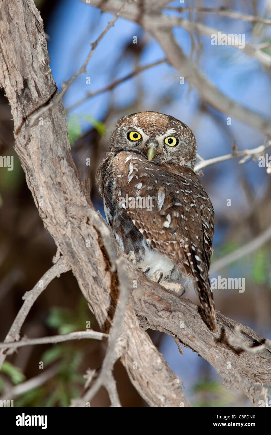 Pearl spotted owlet (Glaucidium perlatum, Kgalagadi Transfrontier Park, Afrique du Sud Banque D'Images