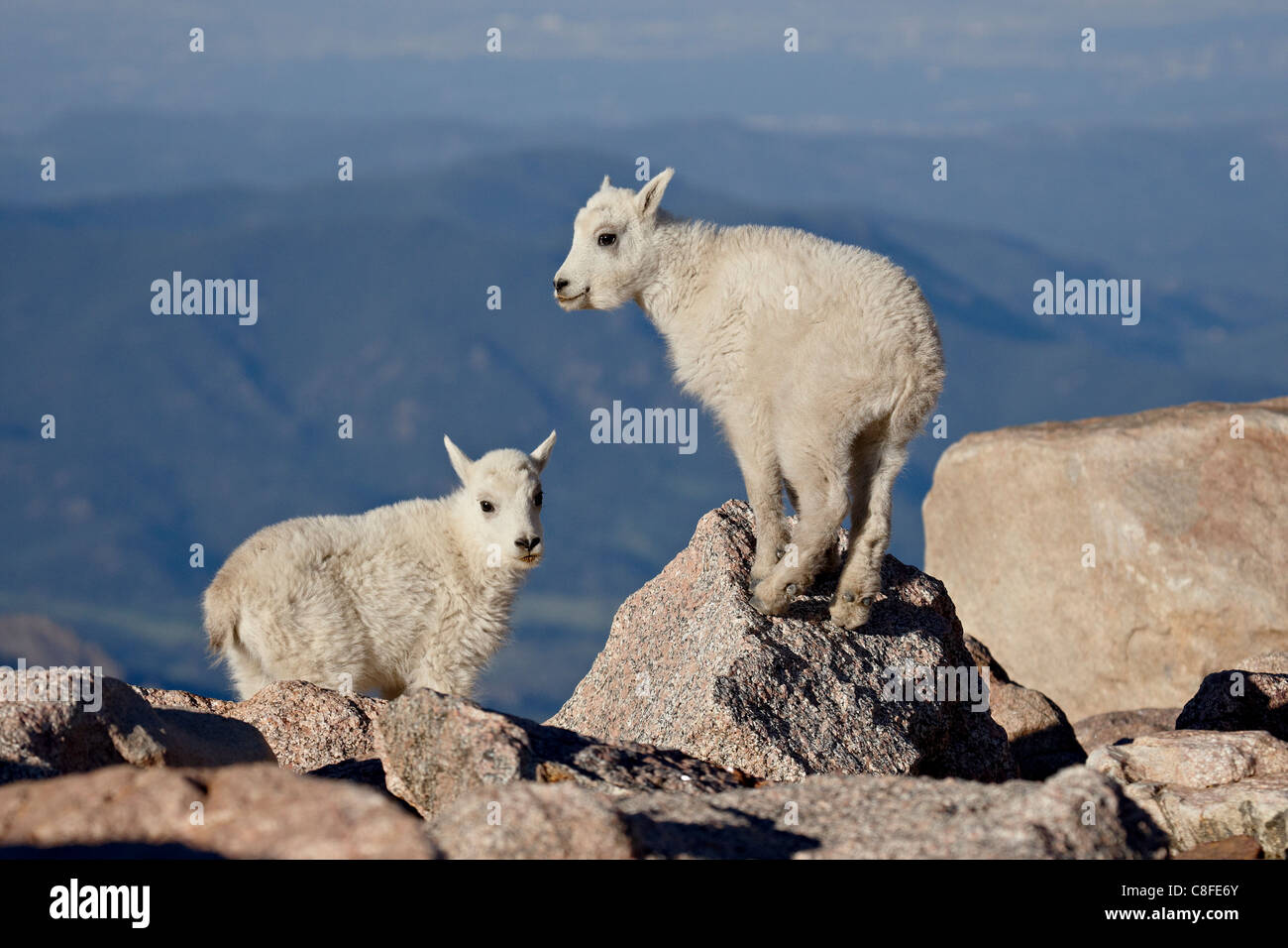 Deux chèvre de montagne (Oreamnos americanus) kids, Mount Evans, Colorado, États-Unis d'Amérique Banque D'Images