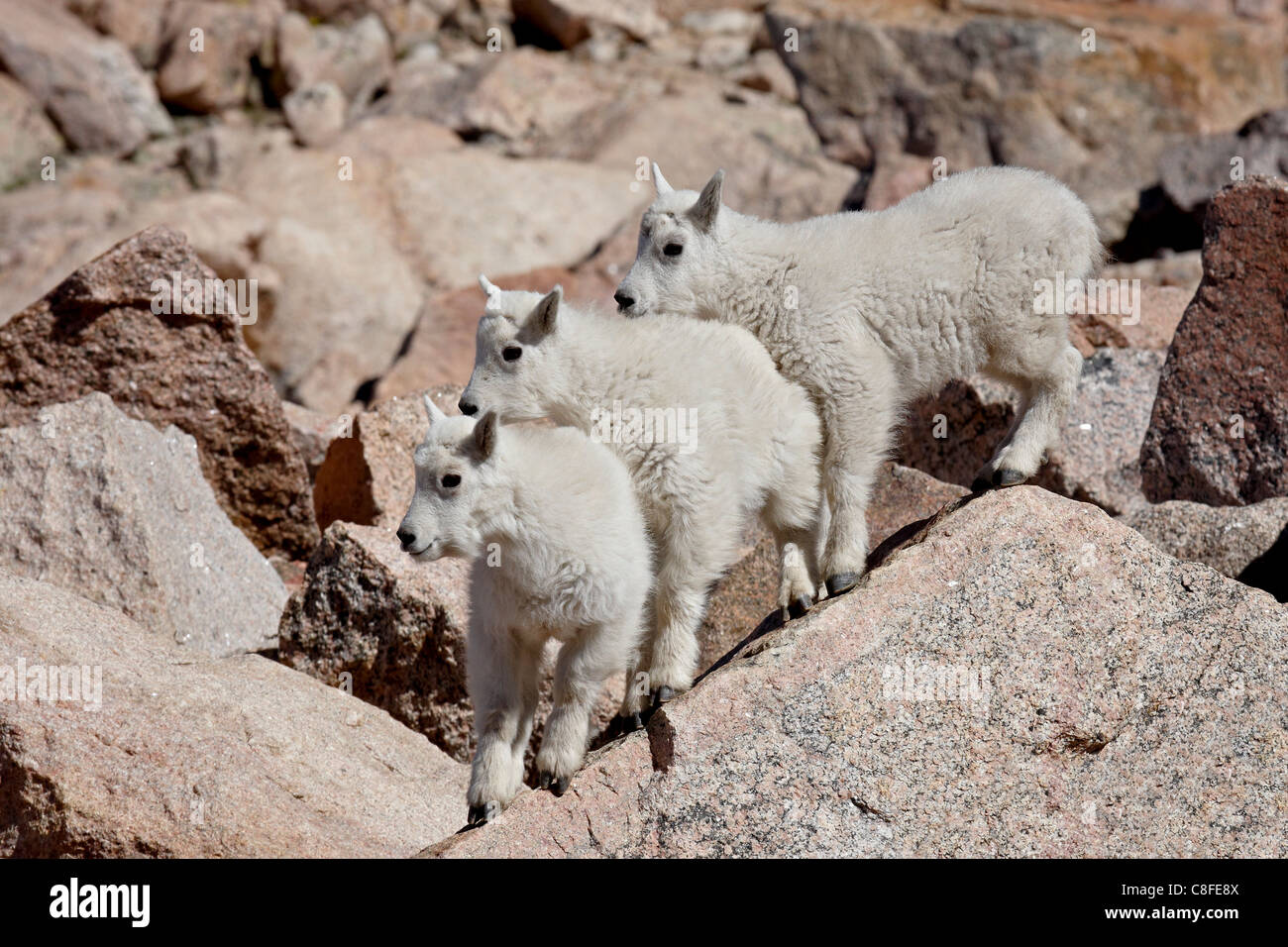 3 La chèvre de montagne (Oreamnos americanus) kids, Mount Evans, Colorado, États-Unis d'Amérique Banque D'Images