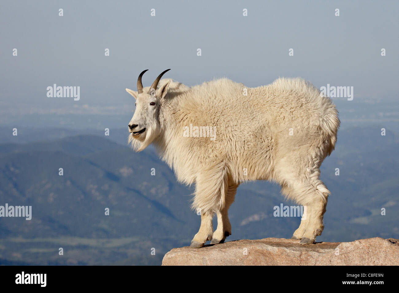 La chèvre de montagne (Oreamnos americanus, Mount Evans, Colorado, États-Unis d'Amérique Banque D'Images