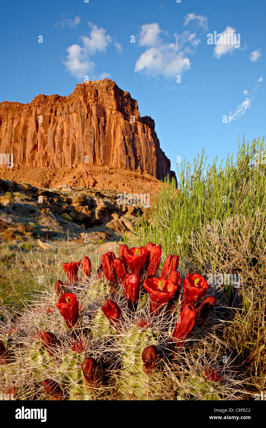 Claretcup (cactus Echinocereus triglochidiatus) et butte, Canyon Country, Utah, États-Unis d'Amérique Banque D'Images