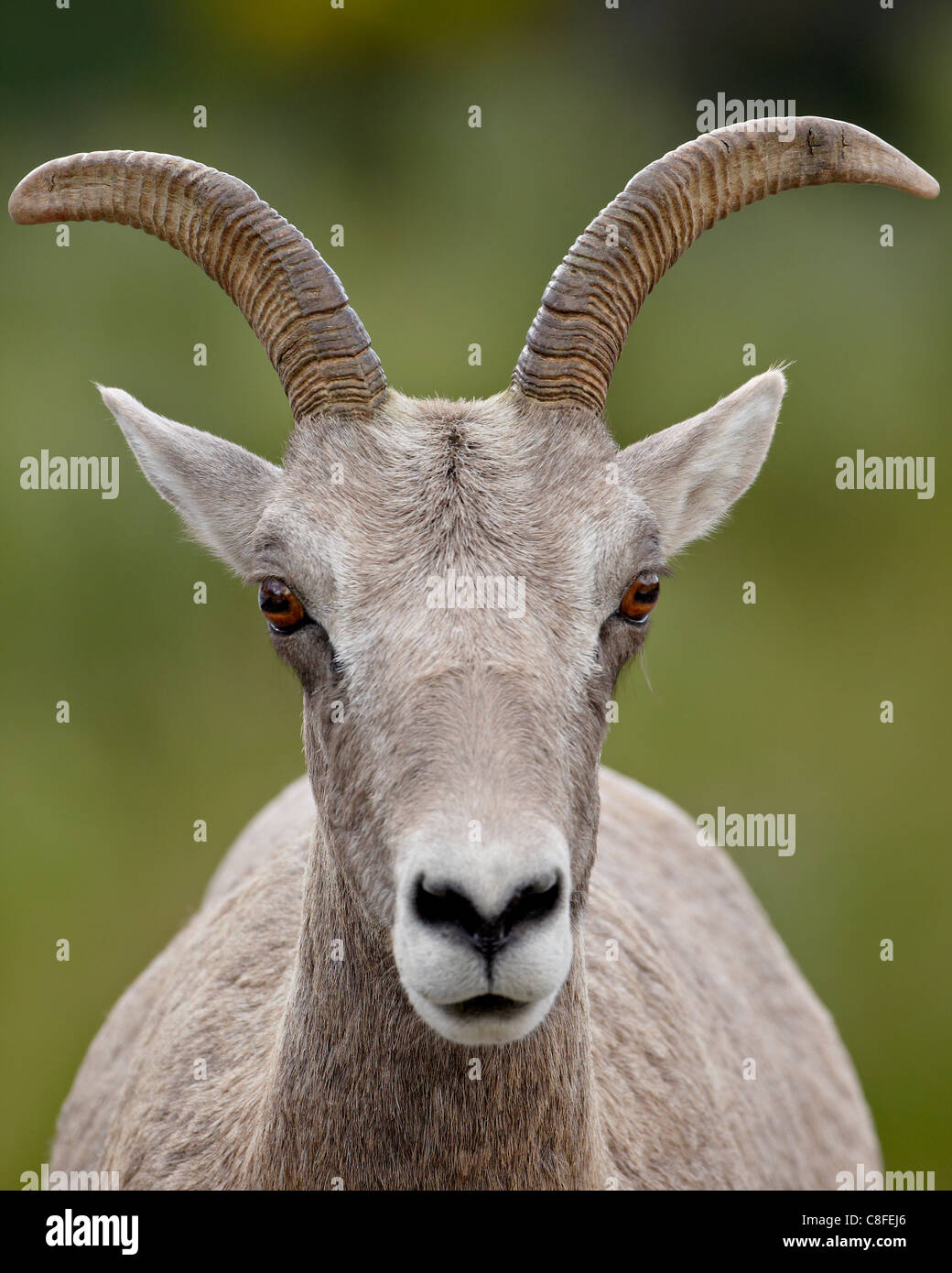 Bighorn (Ovis canadensis), ewe, Waterton Lakes National Park, Alberta, Canada, Amérique du Nord Banque D'Images