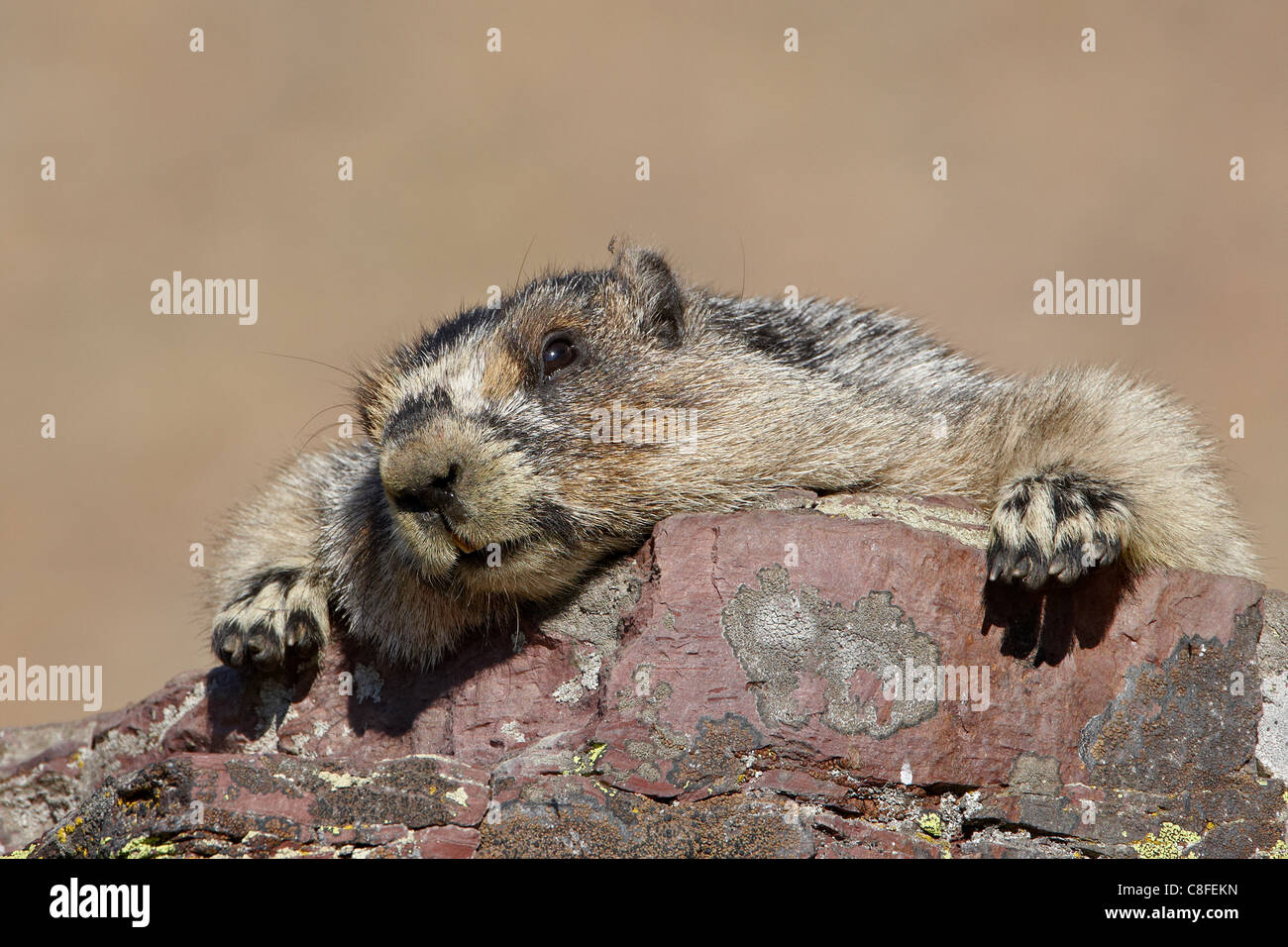 La marmotte des Rocheuses (Marmota caligata, Glacier National Park, Montana, United States of America Banque D'Images