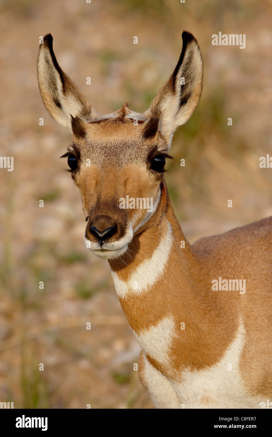 Jeune antilope d'Amérique (Antilocapra americana, Custer State Park, South Dakota, United States of America Banque D'Images